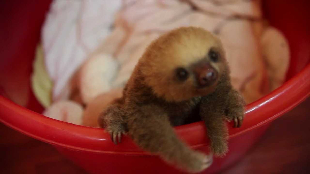 baby sloths cute
