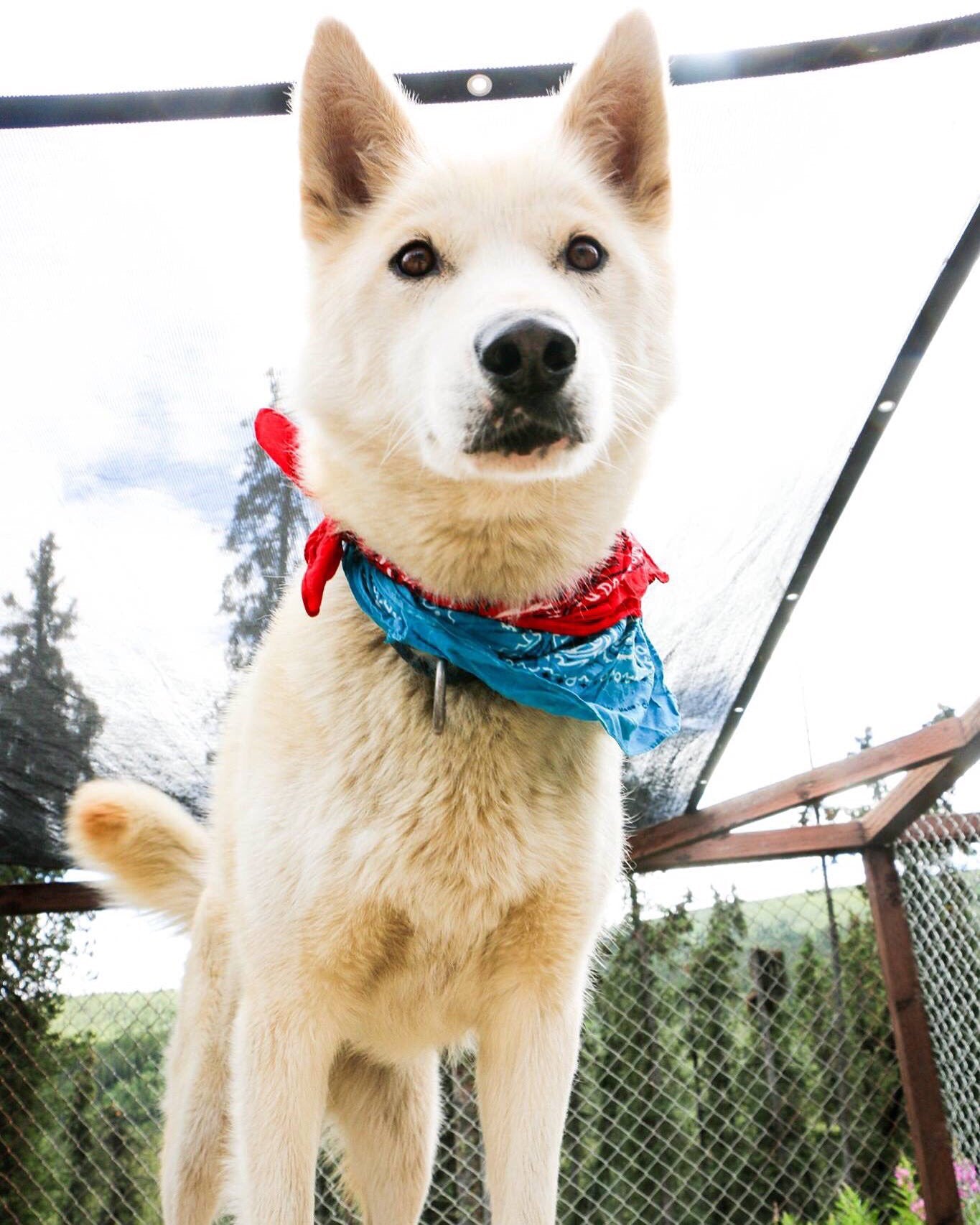 Meet the Sled Dogs of Denali National Park