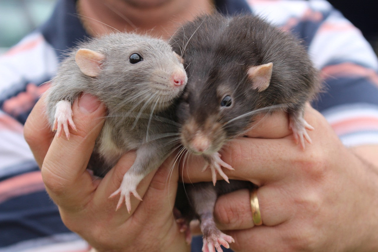 Adorable Experiment Proves Rats Love to Be Tickled!