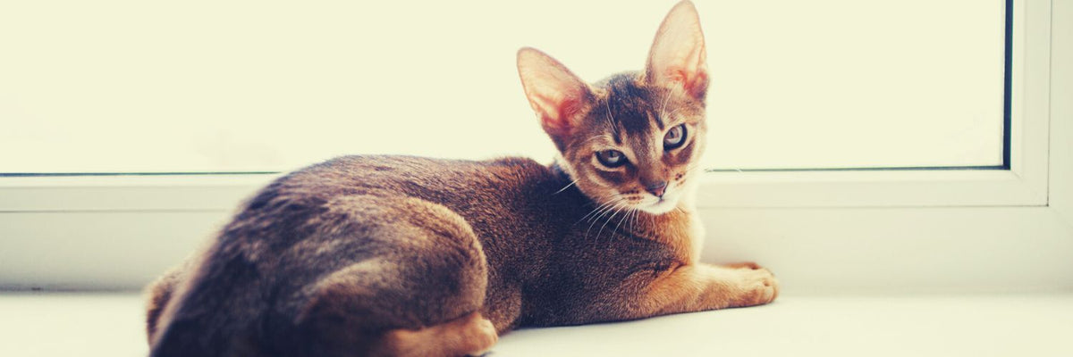 Abyssinian cat best sale rescue near me