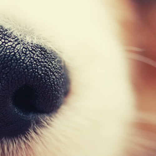 A close-up of a dog's nose, one of the animals with the best sense of smell