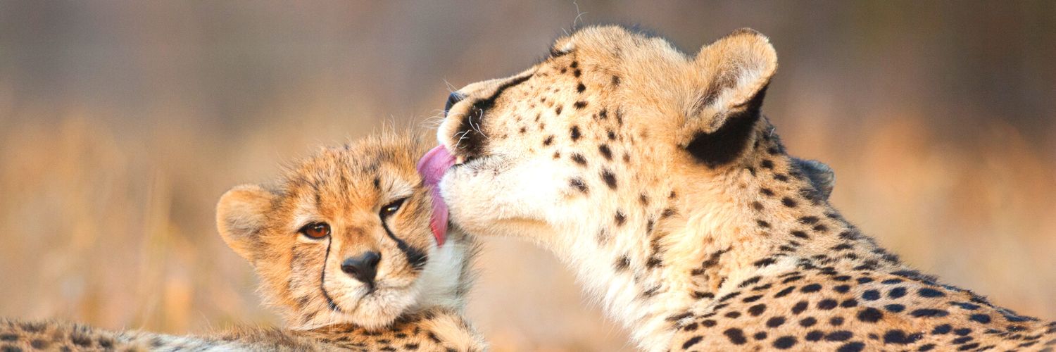 pictures of baby animals and their mothers