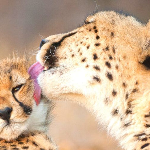 Adorable baby cheetah getting licked by its mother