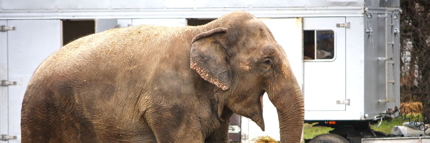 Barnum elephant walking backstage