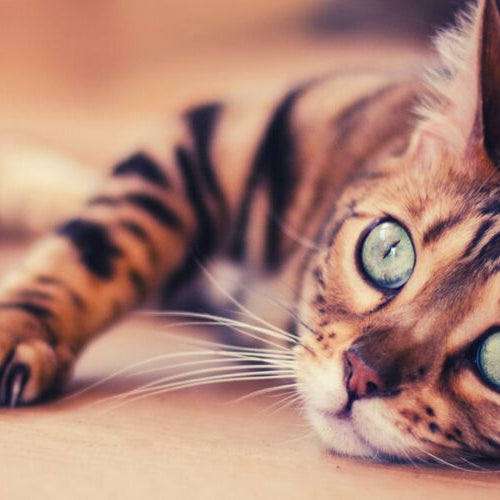 The Wild Bengal Cat: Bengal Cat Breed Information