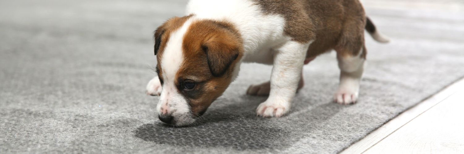 Dog sniffing at its pee on a carpet about to be cleaned by best carpet cleaner for pet stains