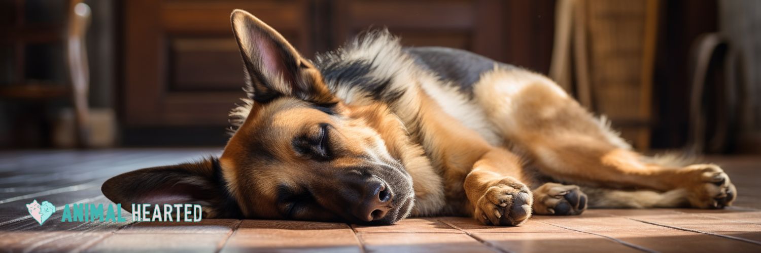 Best flea and tick shop prevention for german shepherd