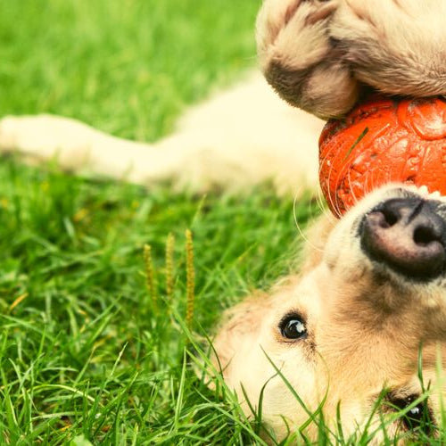 Puppy chewing on an interactive dog toy