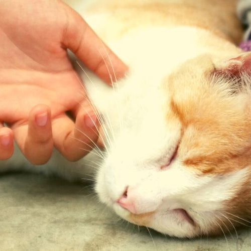 Woman stroking a cat's chin, one of the best places to pet a cat