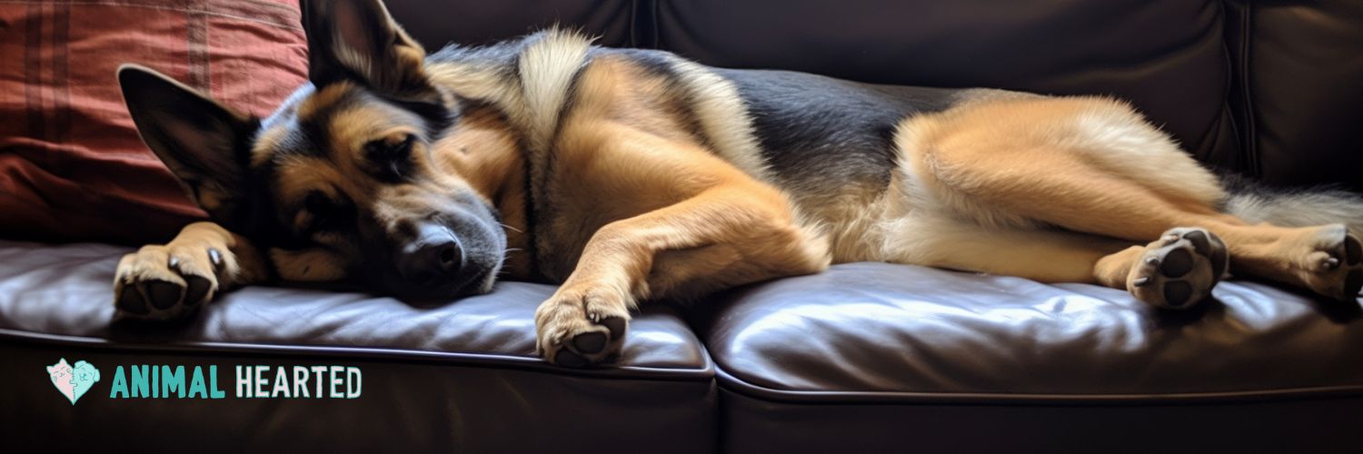 Fish oil for outlet german shepherd