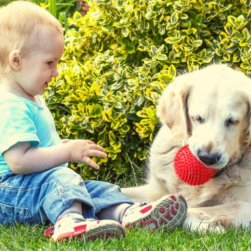 Big dog playing with baby on a lawn