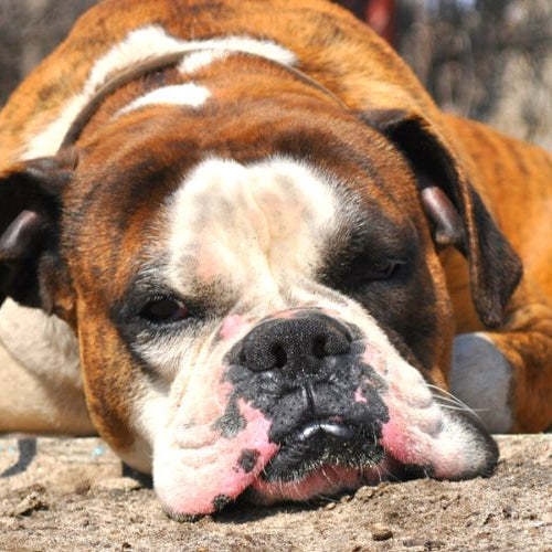 Boxer sleeping on the ground to represent boxer facts