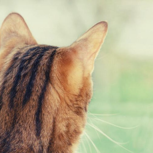 Orange striped cat looking from a window while chattering at a bird