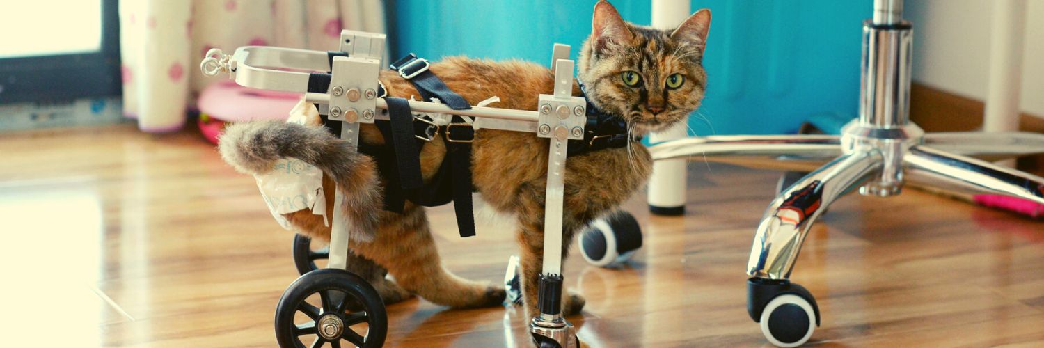 A kitten wearing a cat mobility cart