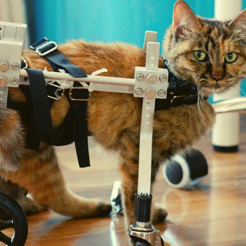 A kitten wearing a cat mobility cart