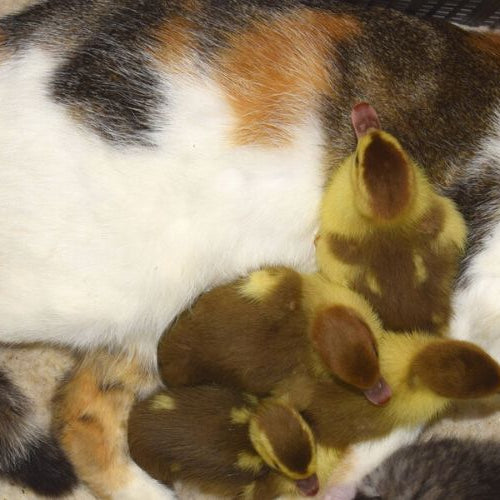 Cat hurses ducklings in a crate