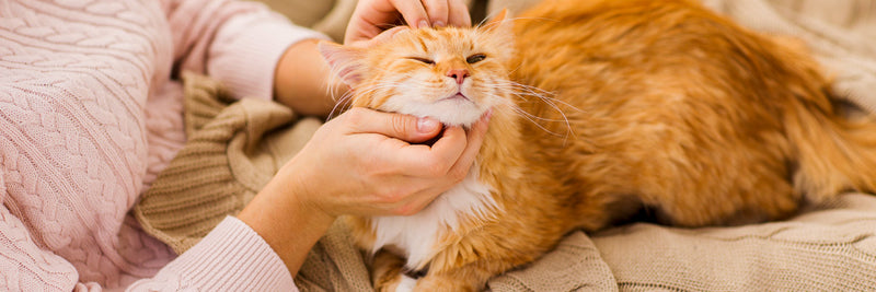 The Power of Purr Therapy: Reducing Stress with Cats - Conclusion: Embracing the power of purr therapy