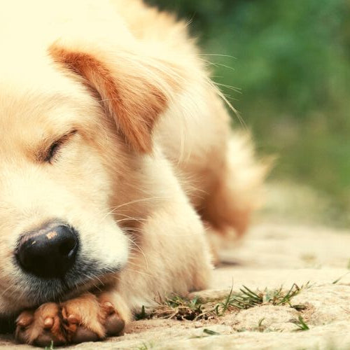 Dog dreaming while asleep, representing craazy dog facts