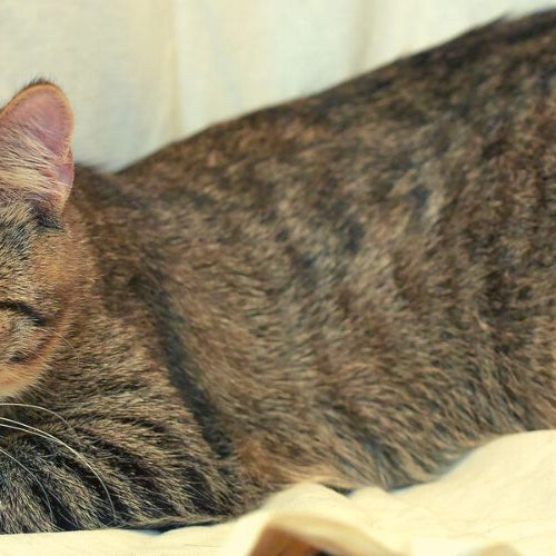 Crouched cat on a blanket