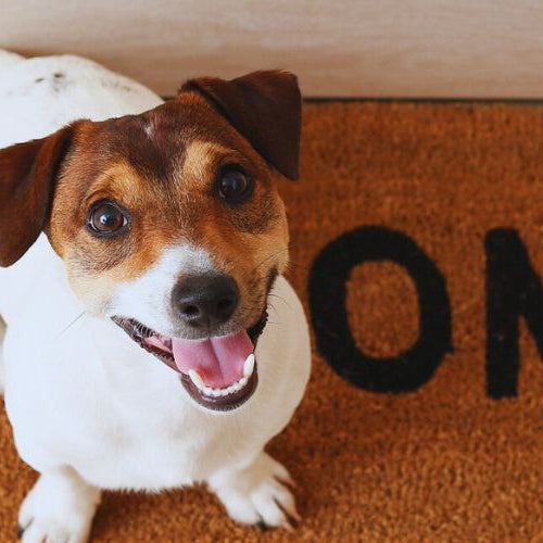 cute Jack Russel terrier on a welcome mat