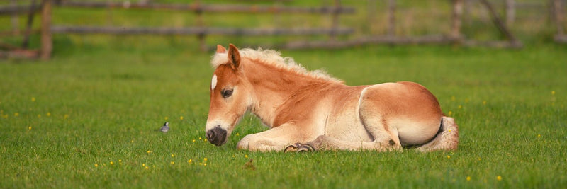 foal horse