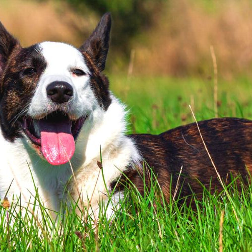 Cute border collie lying on the grass