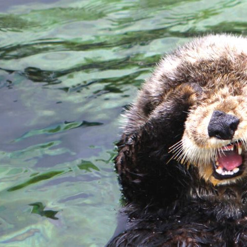 Cute otter covering his face while floating in the waterr