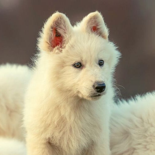 Group of Samoyed puppies, a cute dog puppy breed