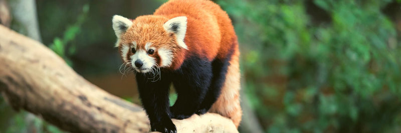 Red Panda Fact Sheet, Blog, Nature