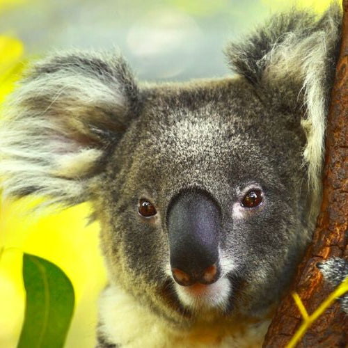 Cutest koala ever hanging on a tree