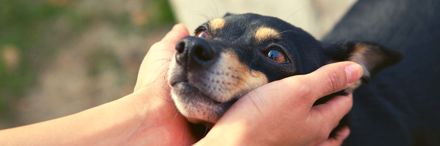 Dog deals ear reflexology