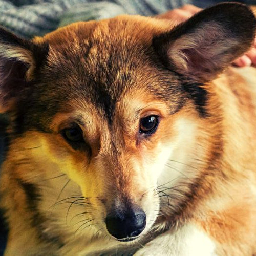 A dog sitting on a man's lap representing dog hacks