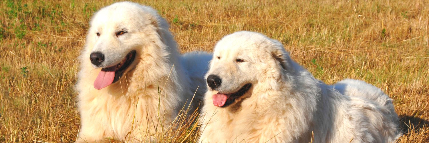 Maremma sheepdog hot sale penguins