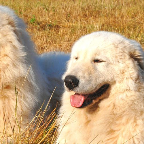 Two Maremma dogs that protect penguins sitting next to each other,