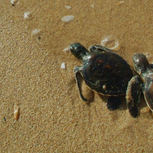 four baby turtles on beach shore