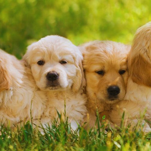 four golden retriever puppies lying on a grassy field