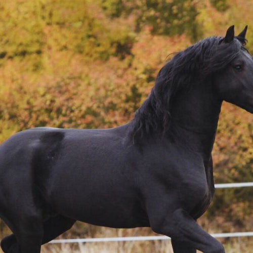 Friesian horse with autumn trees in the background