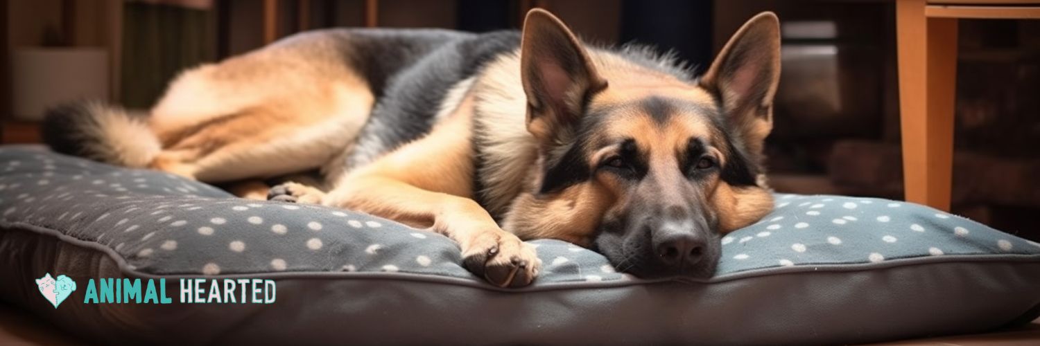 German Shepherd sleeping in dog bed