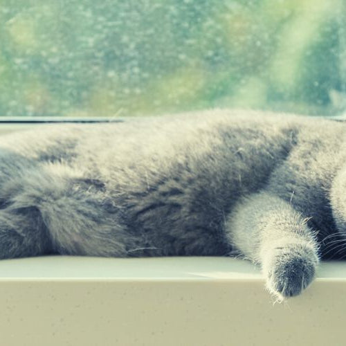 Gray cat sleeping by window