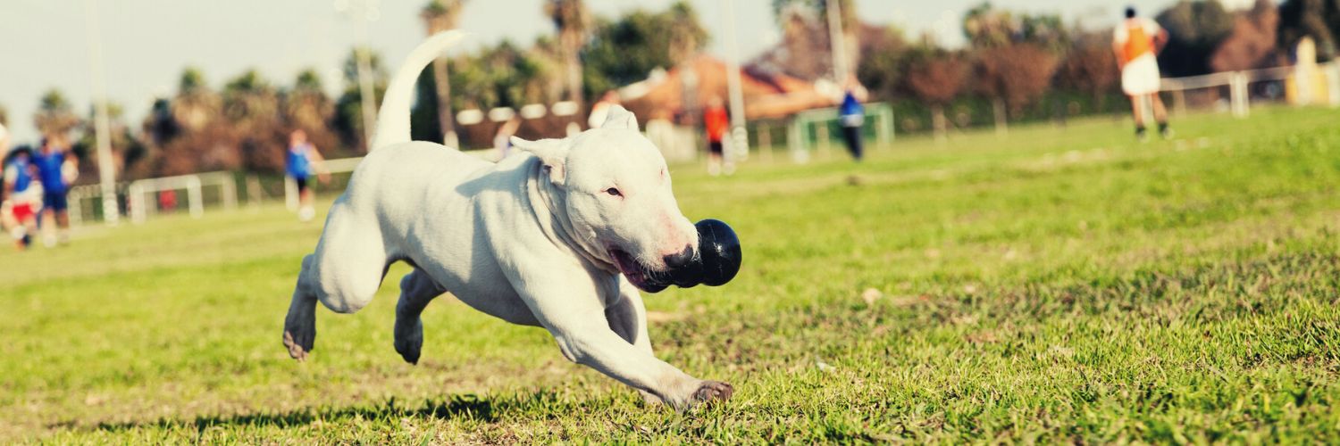 The 26 Best Kong Fillers to Keep Your Pup Happy – PureWow