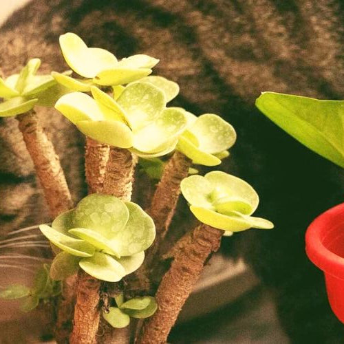 Grey striped feline walking in an indoor cat garden