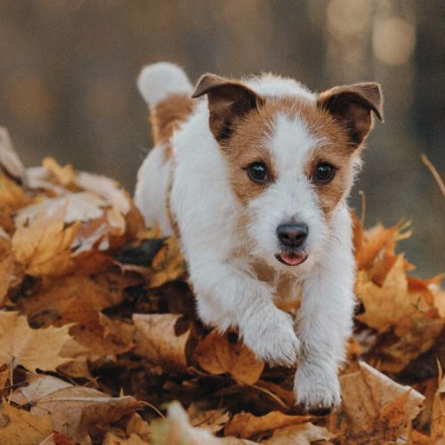 Jack Russel Terrier jumping over autumn leaves