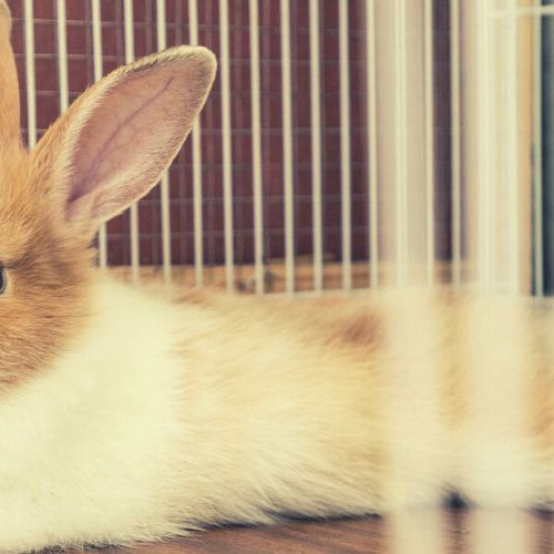 Rabbit lying in a cage in a Japanese rabbit cafe