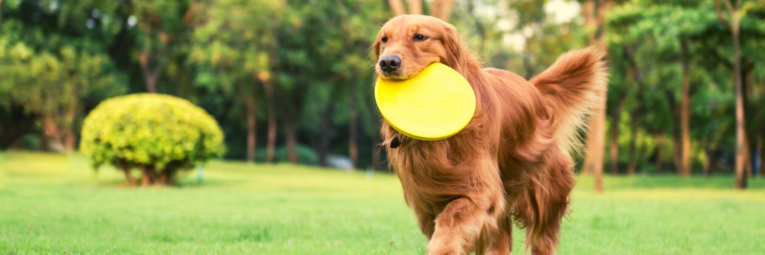 never forget frisbee dog