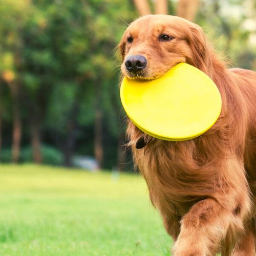 Golden retriever with frisbee in his mouth representing Jimmy Stewart's dog Beau