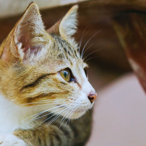 Kitten on wooden stairs