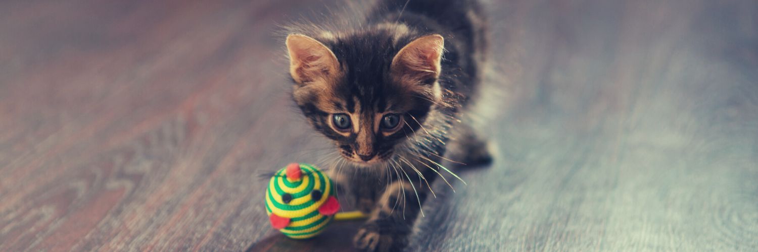 CAT TOYS Archives - Ethical Pet