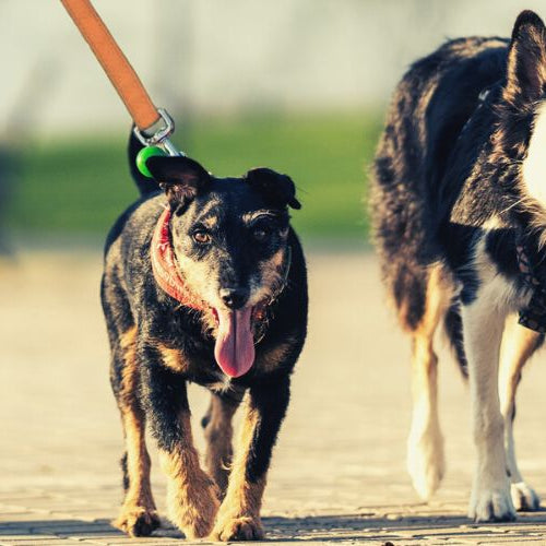 Dog owners walking two dogs in search of most pet friendly states