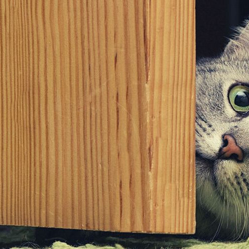 Cat peeking through a door after being called with its new kitten name