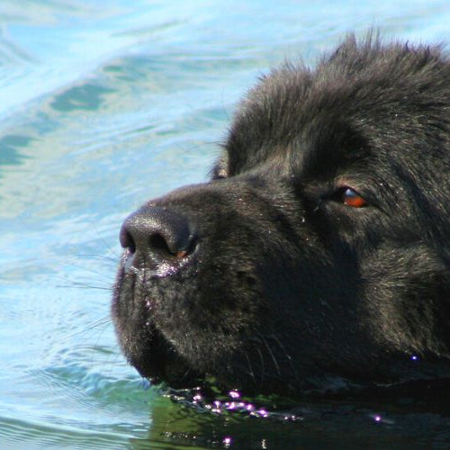 Newfoundland dog swimming for the coast guard